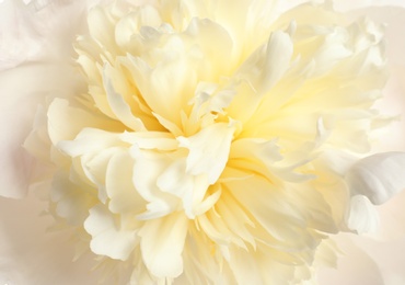 Photo of Beautiful fresh peony flower as background, top view