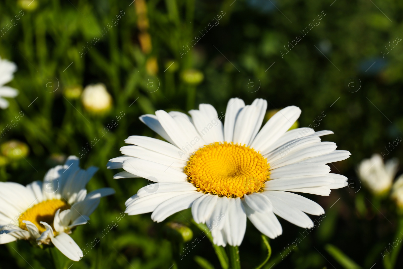 Photo of Beautiful chamomile flowers growing in garden on sunny day, closeup