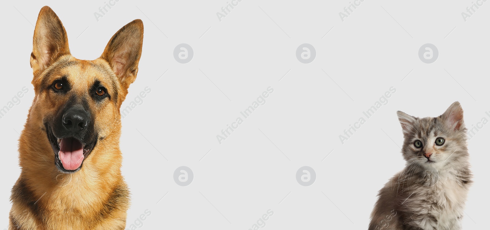 Image of Cute dog and cat on light grey background, space for text. Banner design