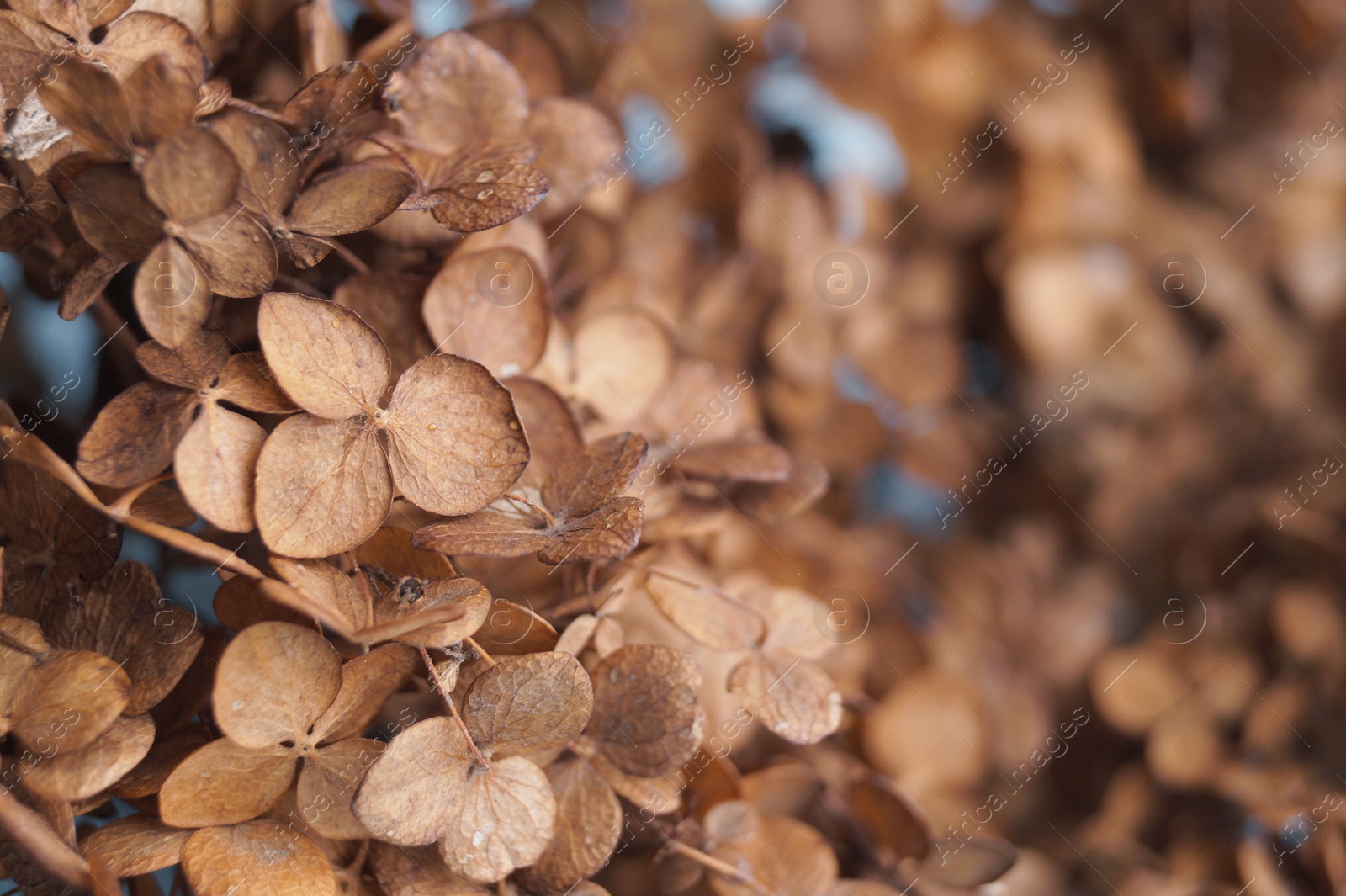 Photo of Beautiful dried hortensia flowers, closeup. Space for text