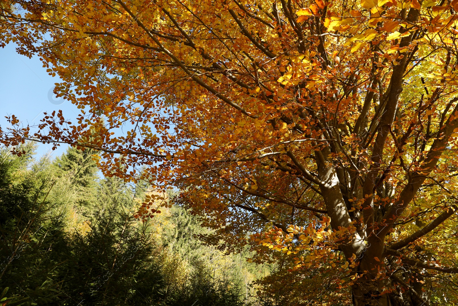 Photo of Beautiful tree with bright golden leaves in autumn