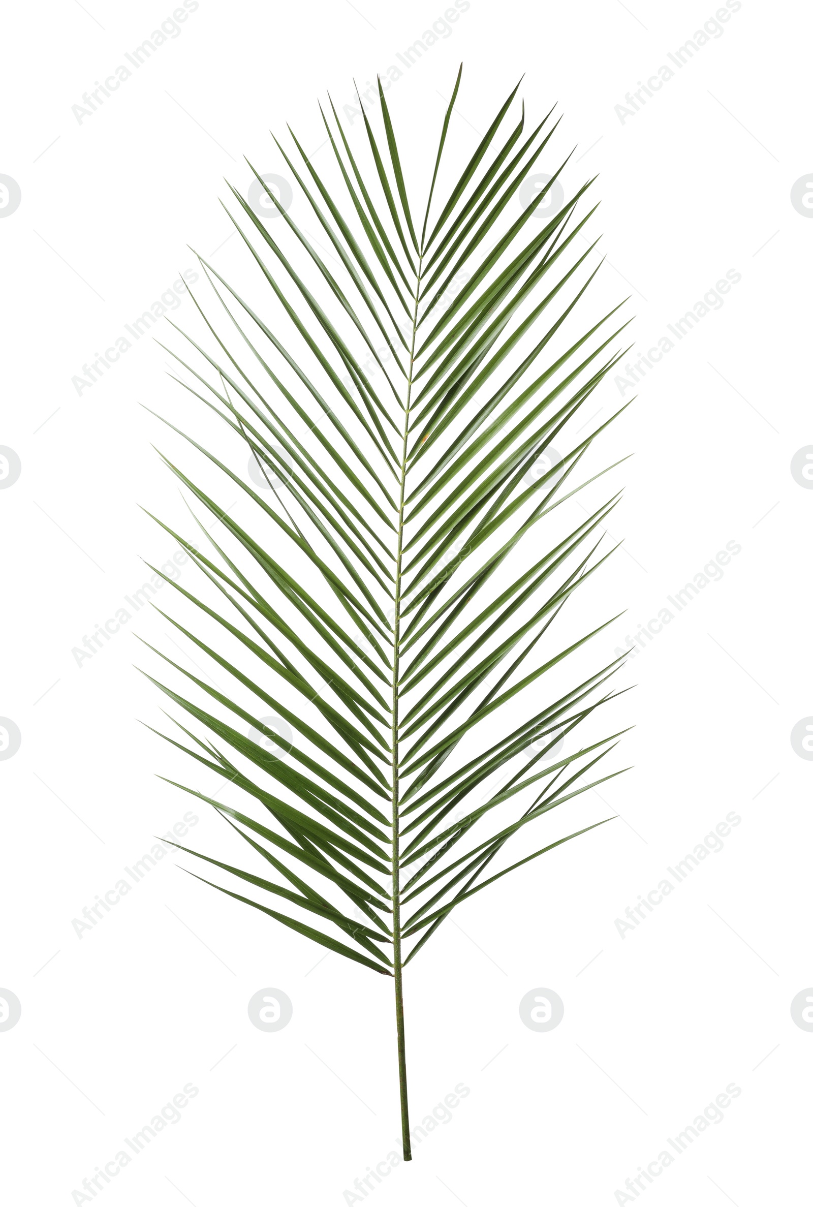 Photo of Leaf of tropical palm tree isolated on white