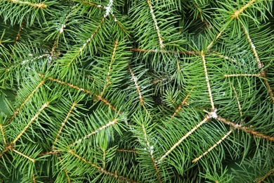 Branches of Christmas tree as background