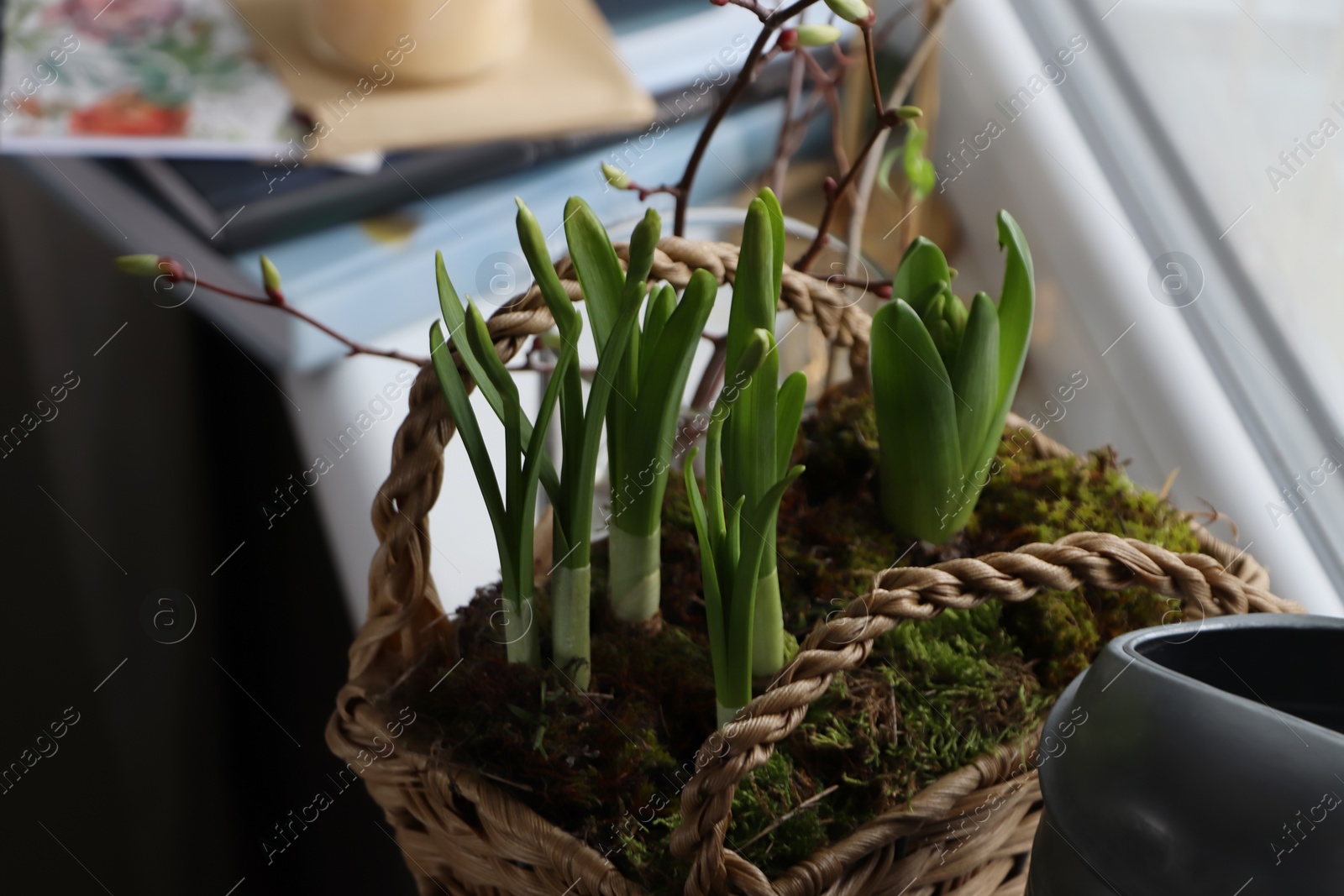 Photo of Spring shoots of Narcissus and Hyacinth planted in wicker basket on window sill, closeup