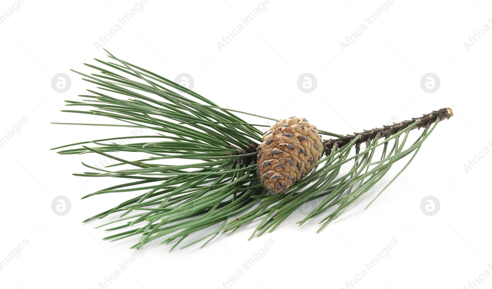 Photo of Green pine branch with cone isolated on white