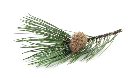 Photo of Green pine branch with cone isolated on white