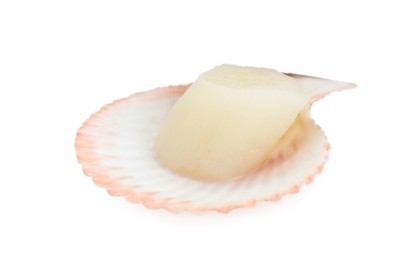 Photo of Fresh raw scallop in shell isolated on white