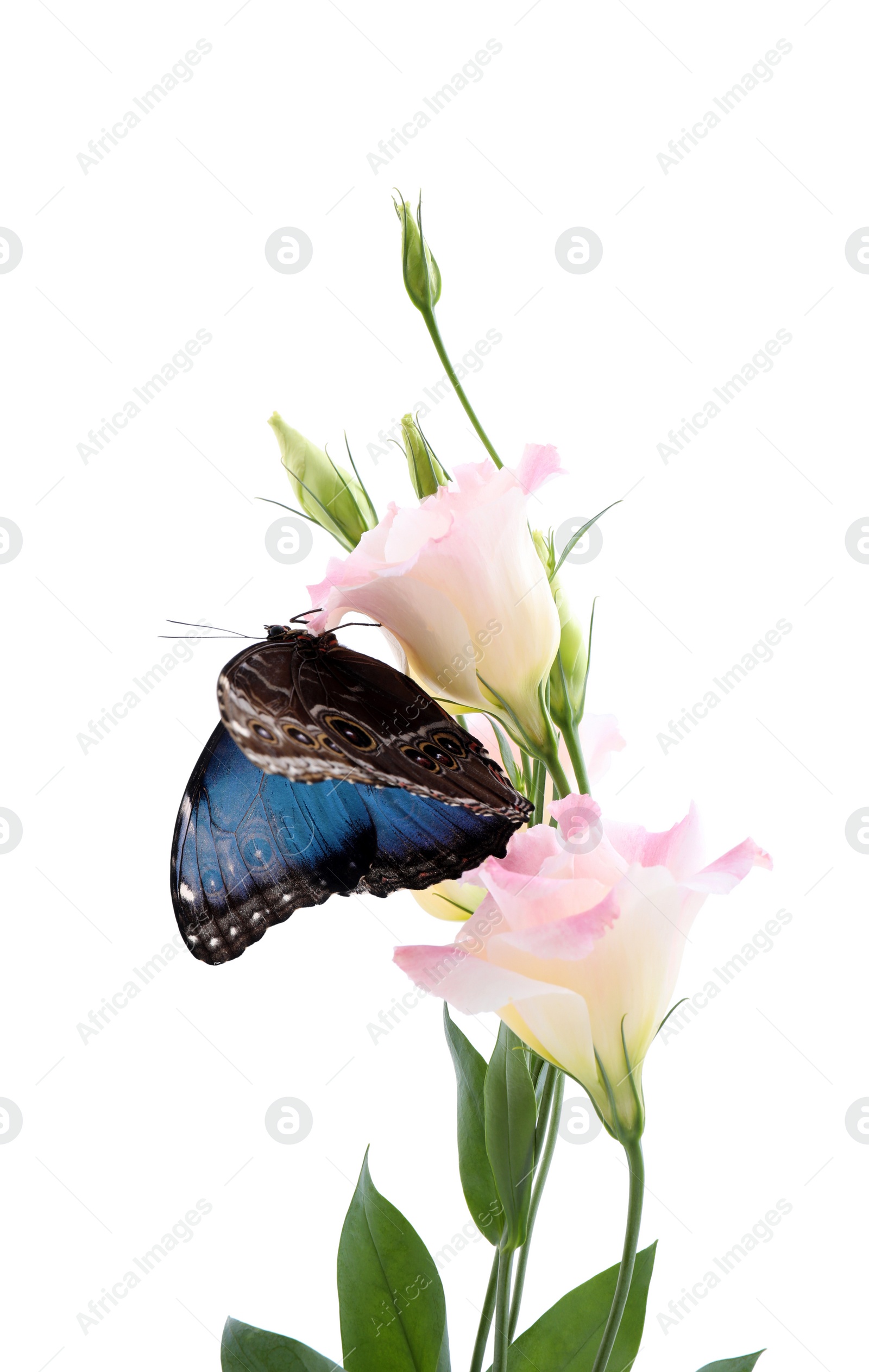 Photo of Beautiful common morpho butterfly sitting on eustoma flower against white background