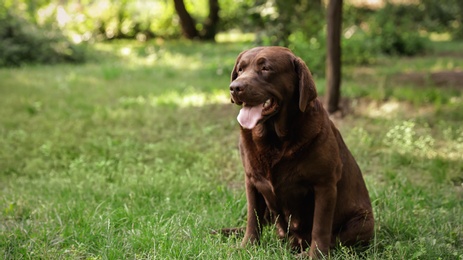 Photo of Cute Chocolate Labrador Retriever on green grass in summer park