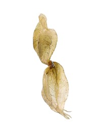 Photo of Dry calyx of physalis plant isolated on white