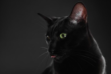 Photo of Adorable cat on black background, closeup with space for text. Lovely pet