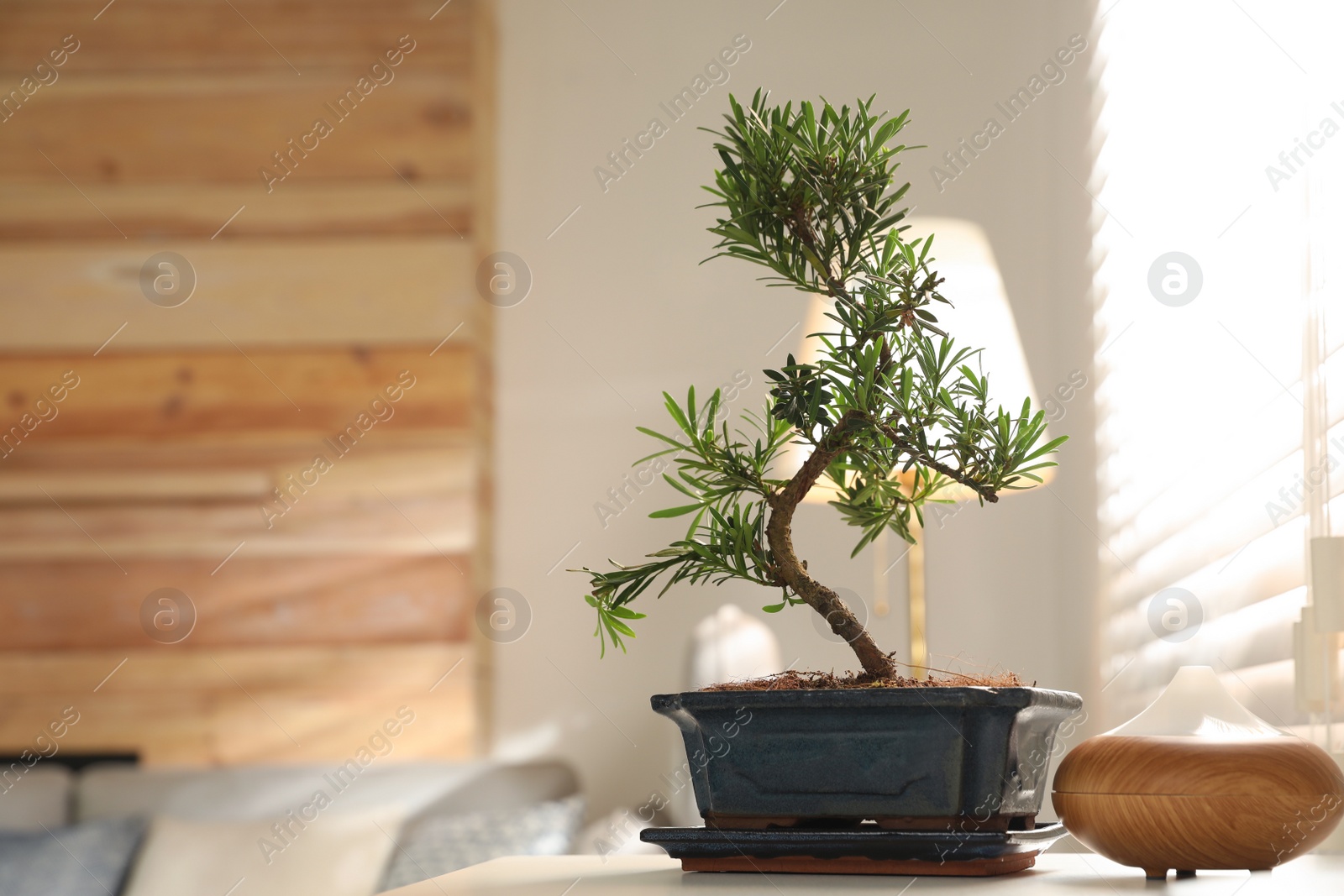 Photo of Japanese bonsai plant and oil diffuser on table in living room, space for text. Creating zen atmosphere at home