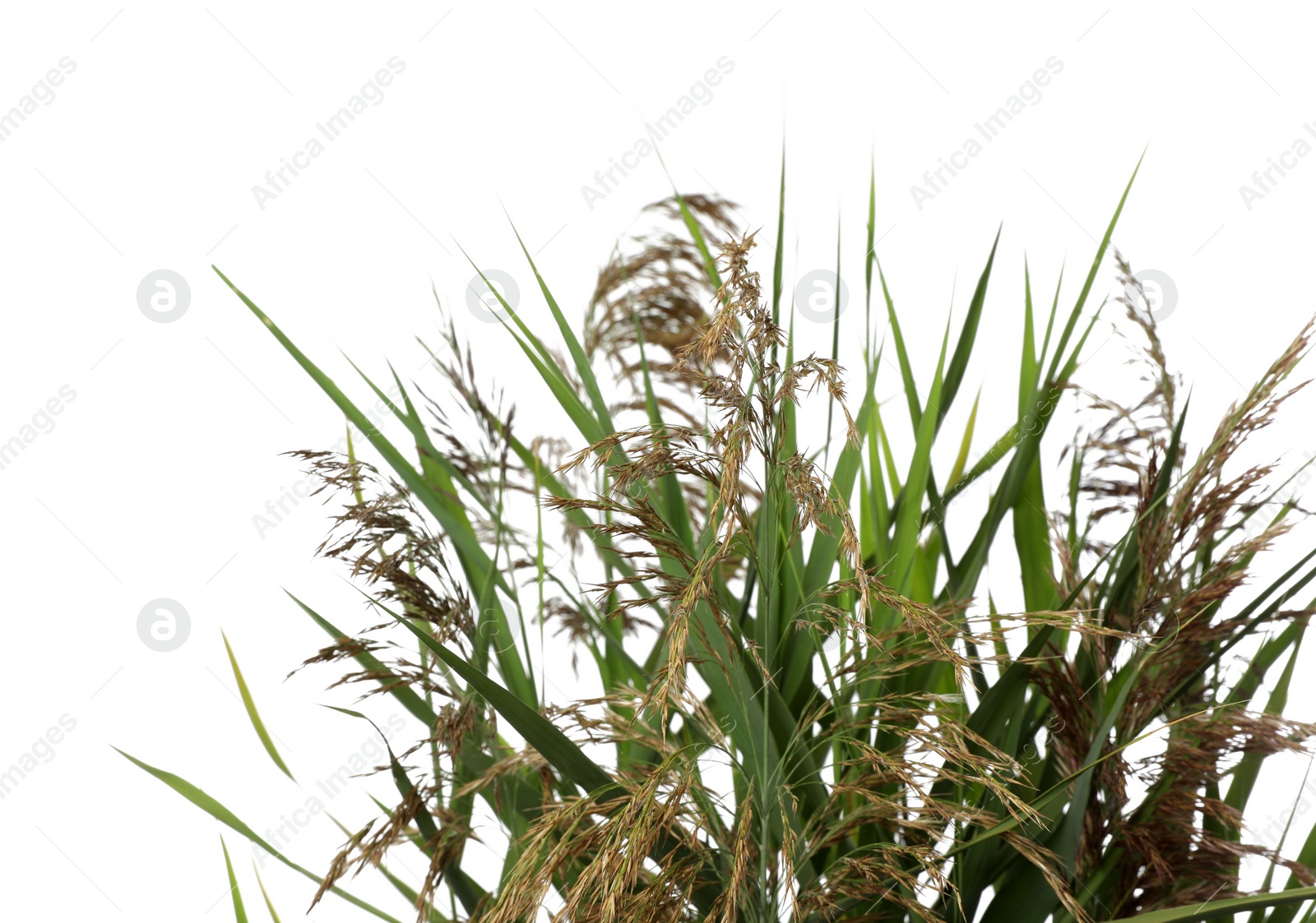 Photo of Beautiful reeds with lush green leaves and seed heads on white background, closeup