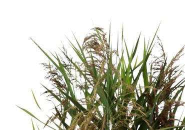 Beautiful reeds with lush green leaves and seed heads on white background, closeup