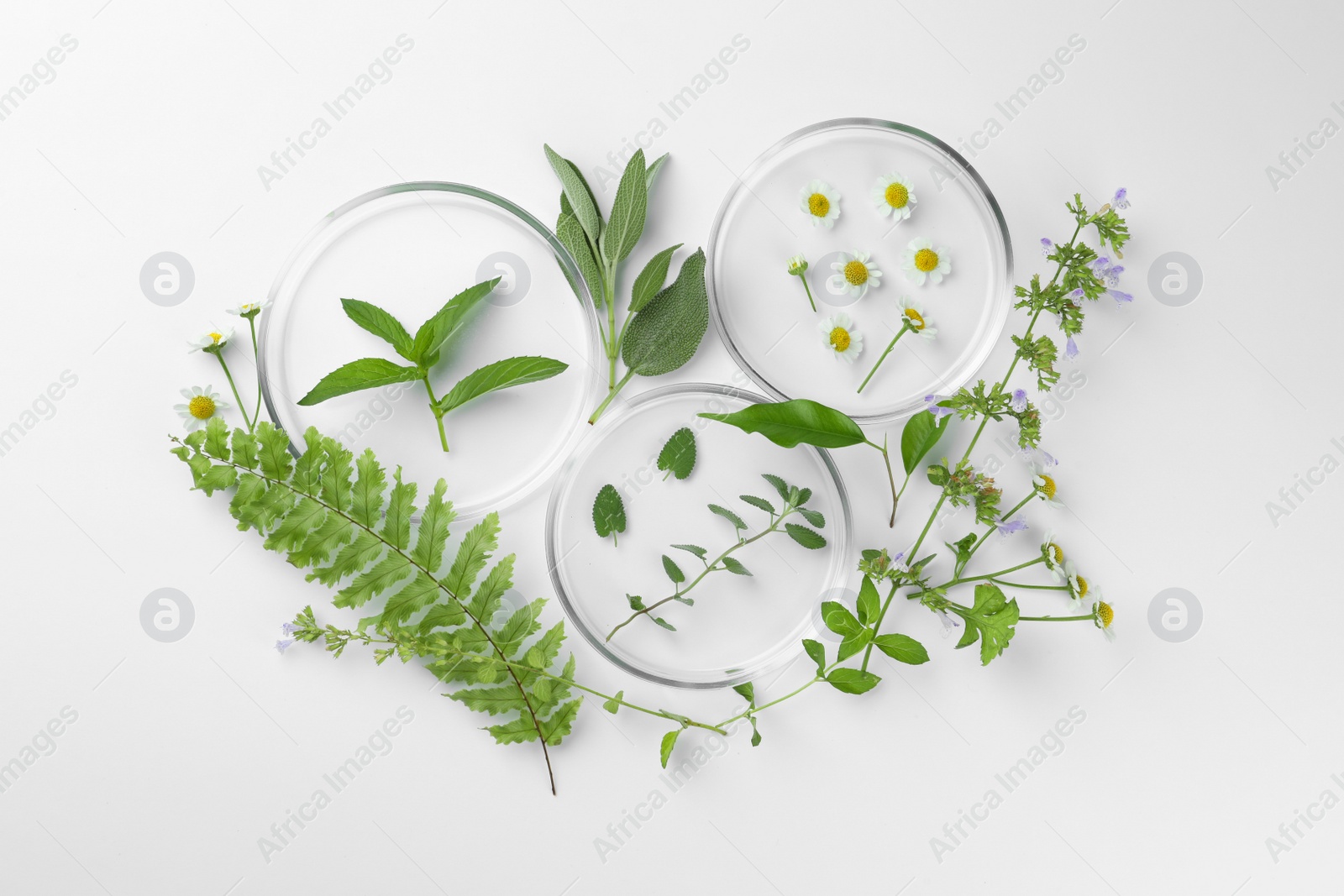 Photo of Petri dishes with different plants on white background, flat lay