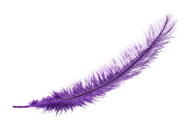 Photo of Beautiful delicate violet feather isolated on white