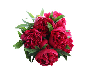 Bouquet of beautiful red peonies isolated on white