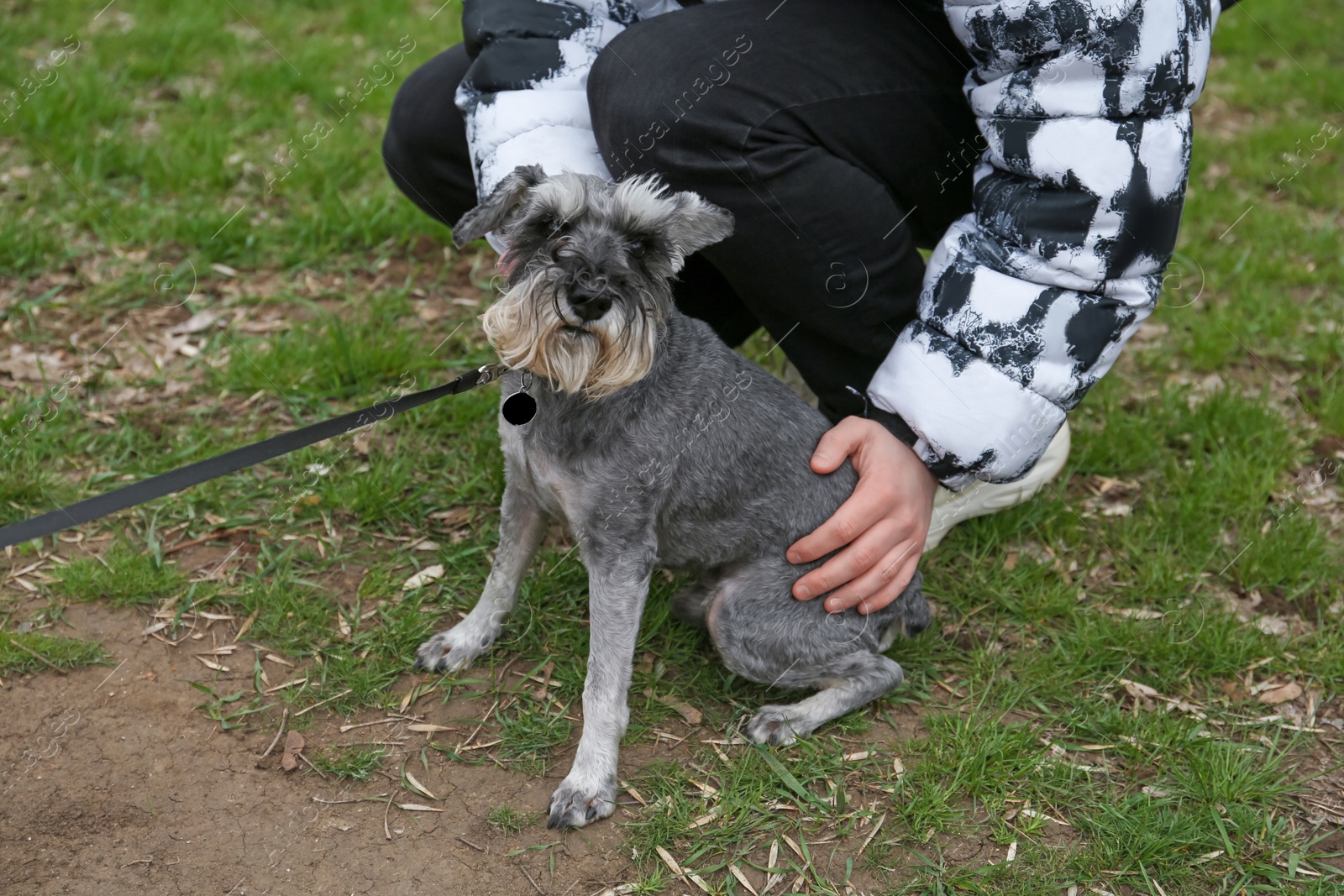 Photo of Woman with adorable Tsverkshnautser outdoors, closeup view