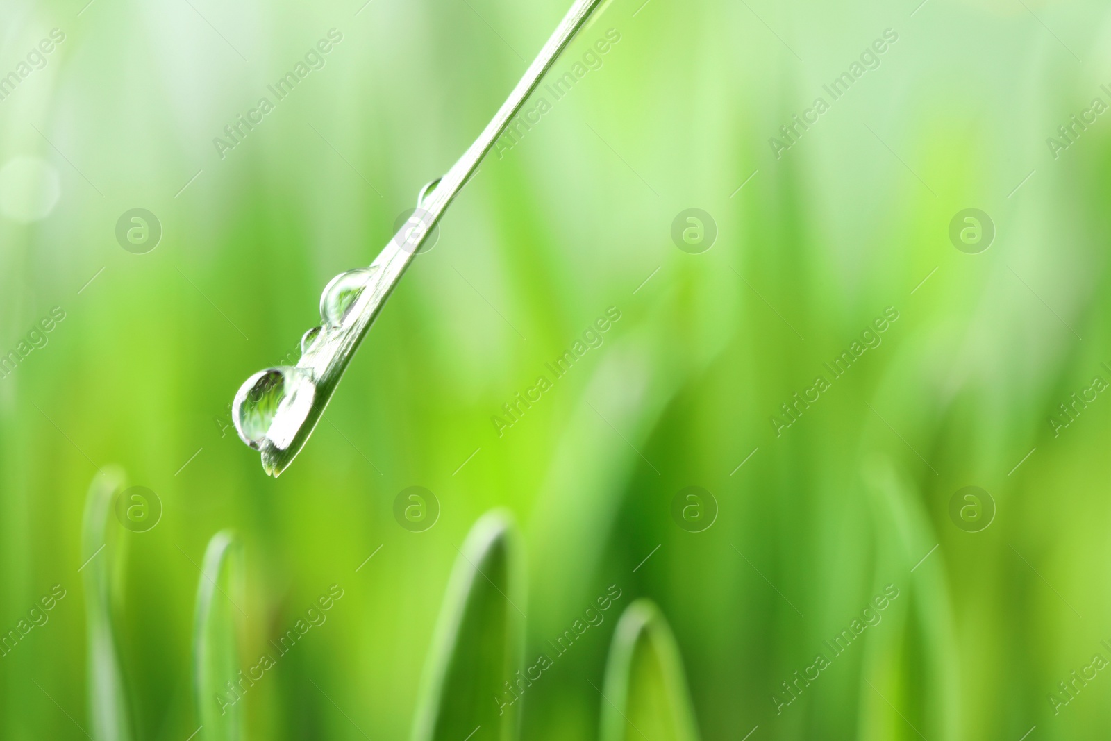 Photo of Water drops on grass blade against blurred background, closeup