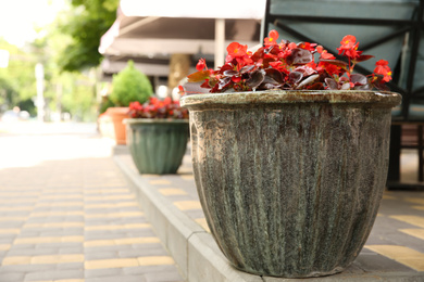 Photo of Beautiful red flowers in plant pot outdoors. Space for text