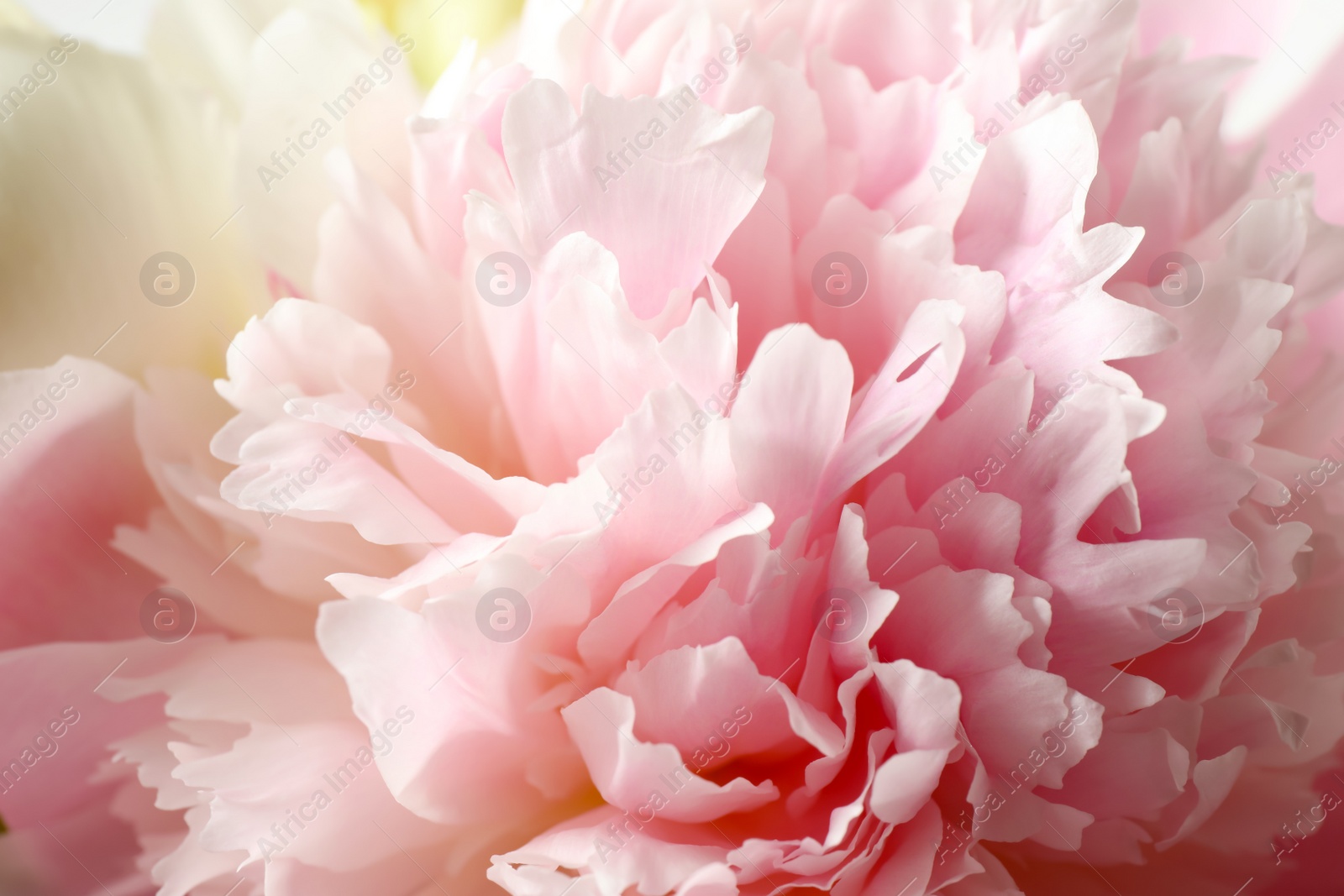 Photo of Beautiful blooming pink peony as background, closeup