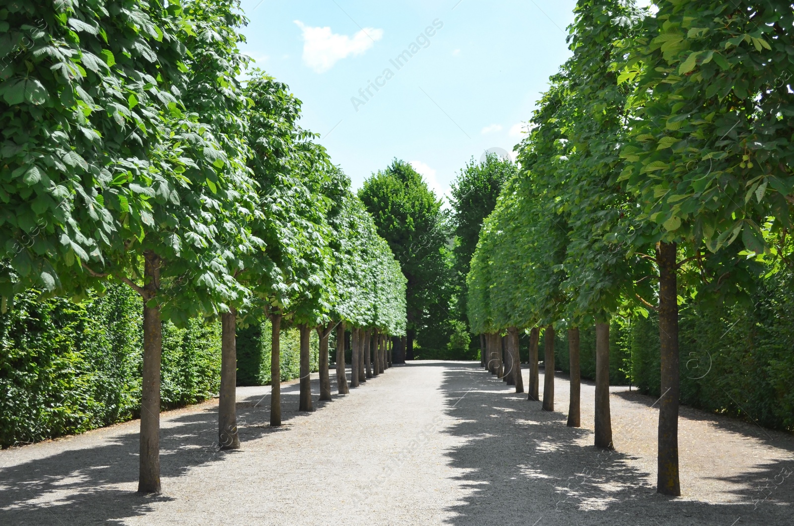 Photo of Beautiful park with green trees on sunny day