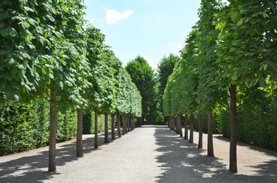 Photo of Beautiful park with green trees on sunny day