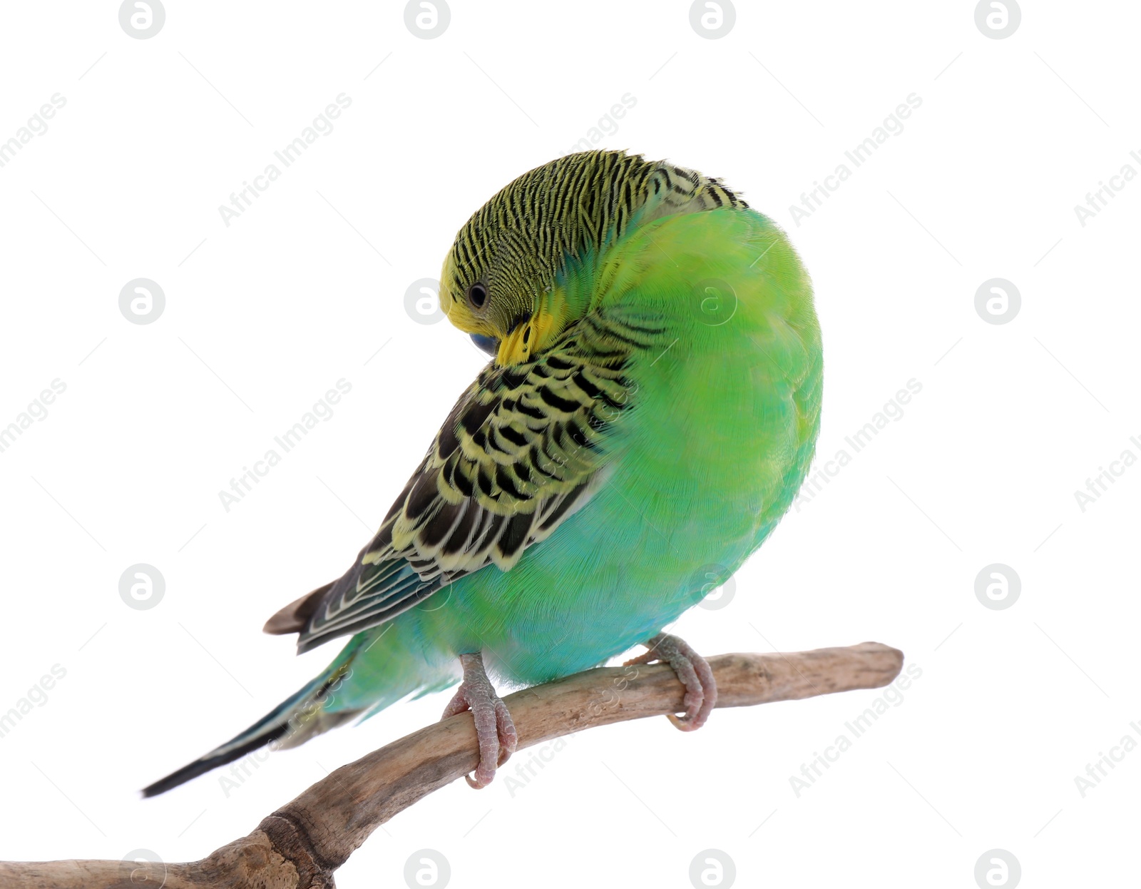 Photo of Beautiful parrot perched on branch against white background. Exotic pet