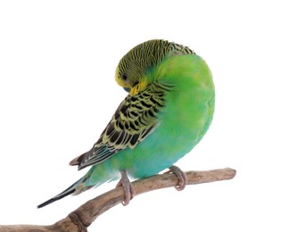 Photo of Beautiful parrot perched on branch against white background. Exotic pet