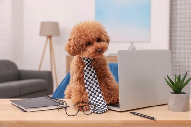 Photo of Cute Maltipoo dog wearing checkered tie at desk with laptop and stationery in room. Lovely pet