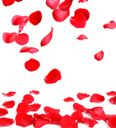 Fresh red rose petals on white background