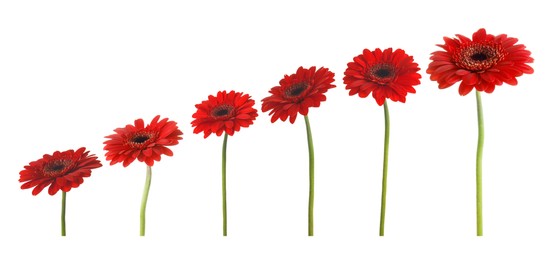 Image of Set of beautiful red gerbera flowers on white background. Banner design