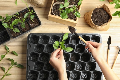 Photo of Woman taking care of seedlings at wooden table, top view