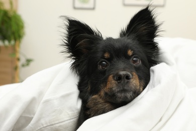 Photo of Adorable dog covered with blanket at home