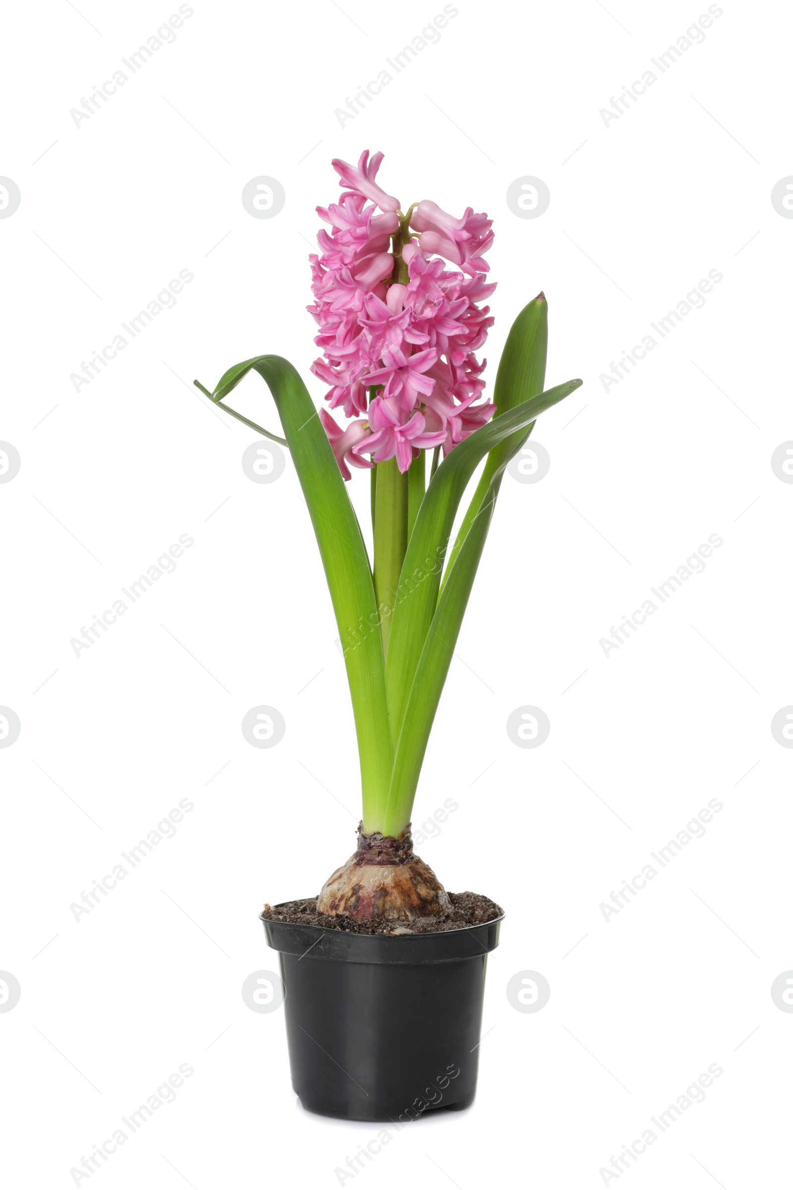 Photo of Beautiful spring hyacinth flower isolated on white