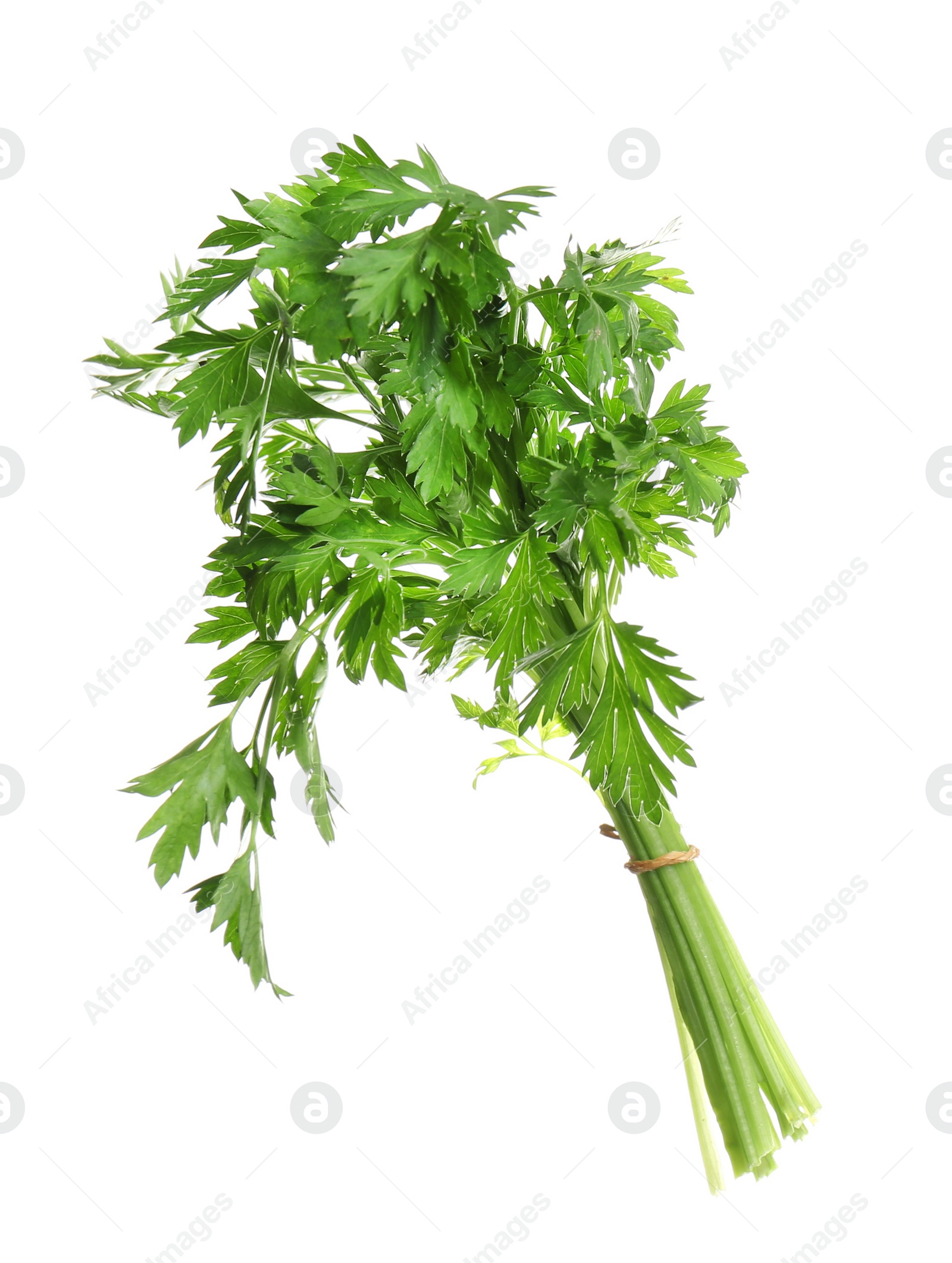 Photo of Bunch of fresh green parsley on white background