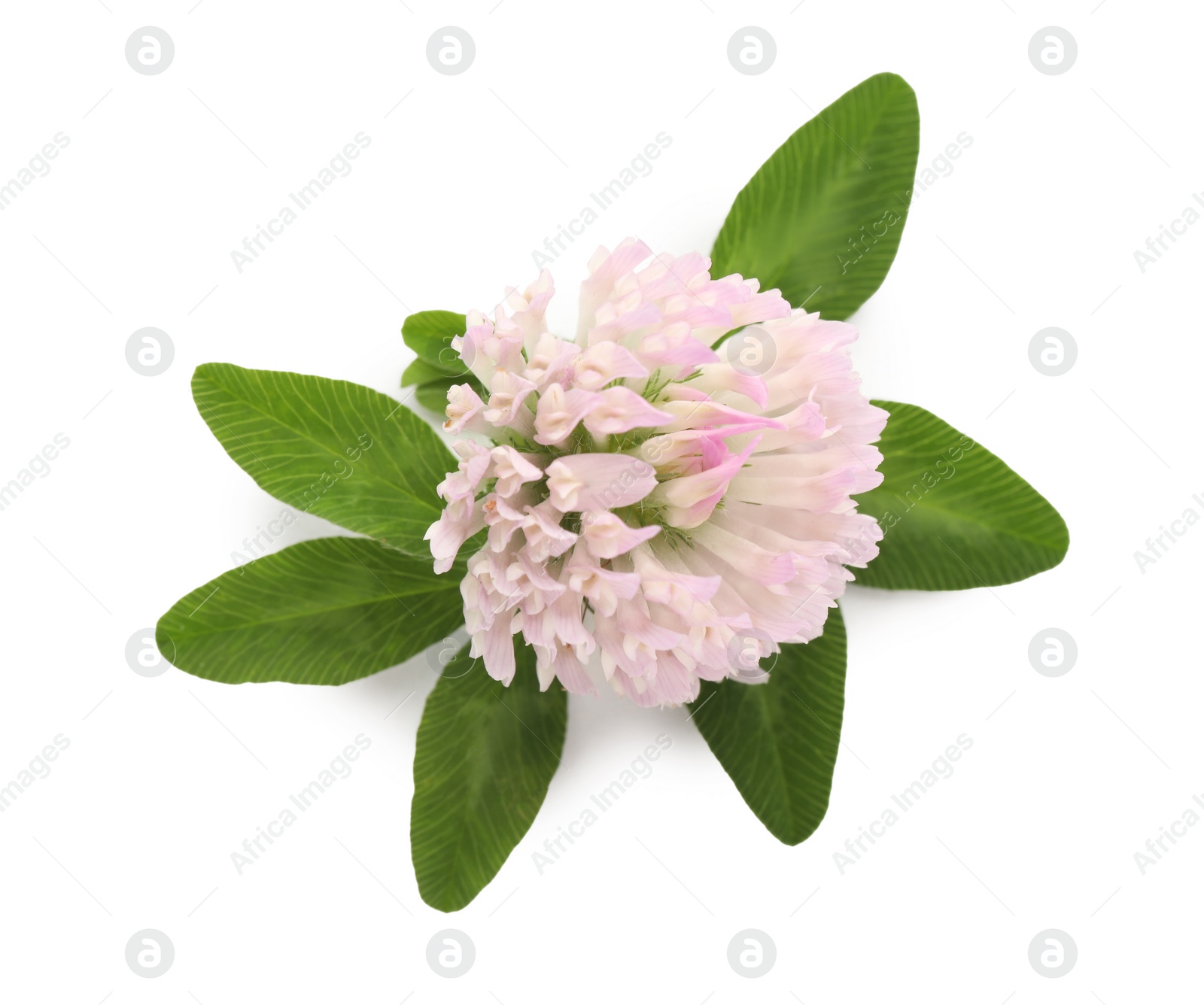 Photo of Beautiful blooming clover flower with green leaves on white background, top view