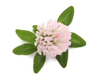 Photo of Beautiful blooming clover flower with green leaves on white background, top view