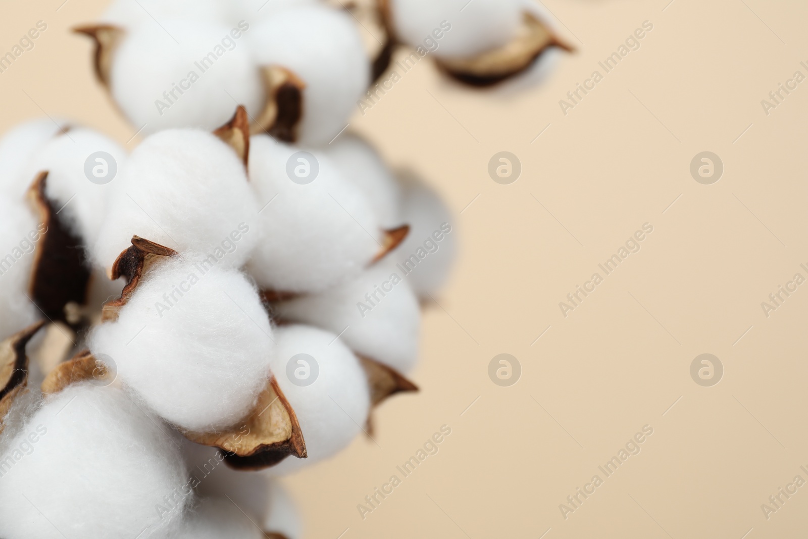 Photo of Beautiful cotton flowers on beige background, closeup. Space for text