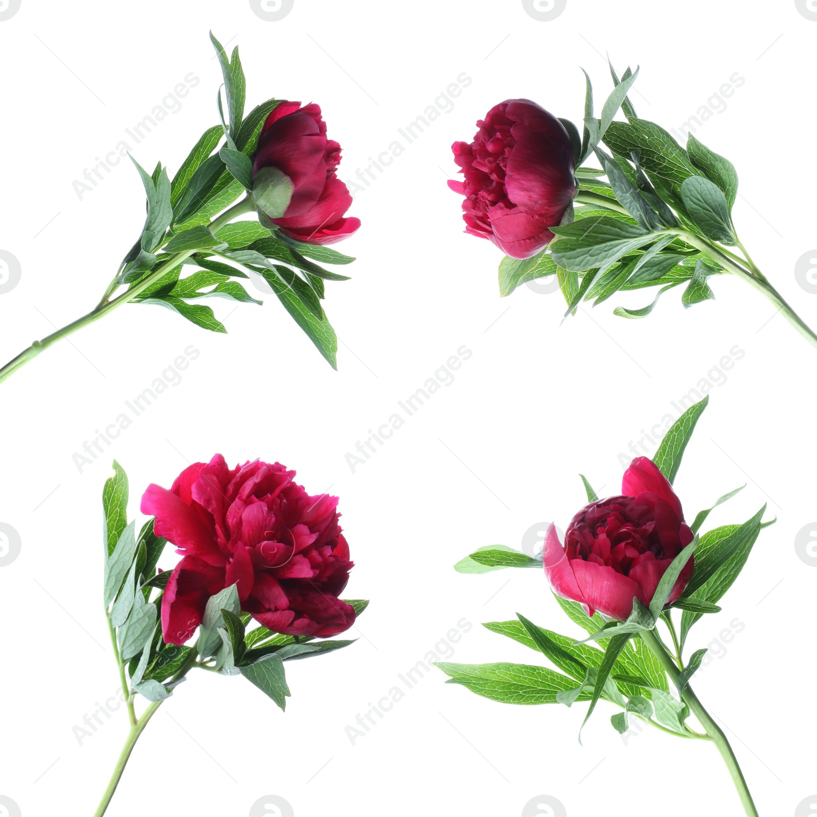 Image of Set of beautiful peony flowers on white background 