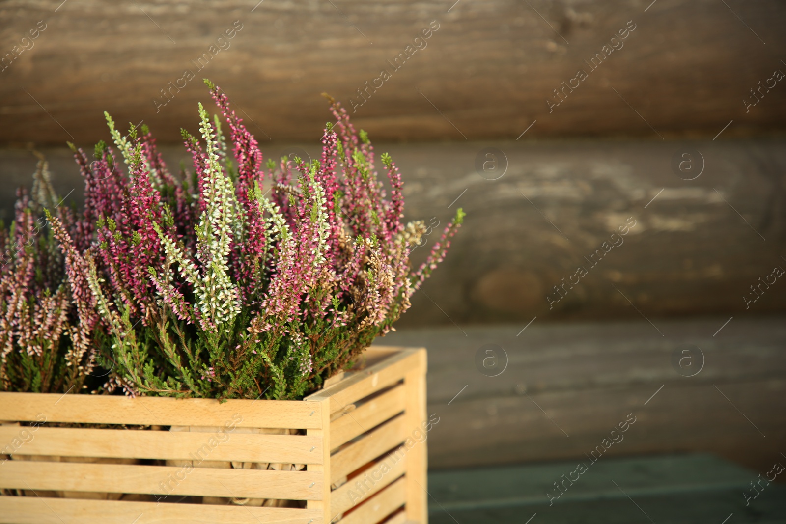 Photo of Beautiful heather flowers in crate near wooden wall, space for text