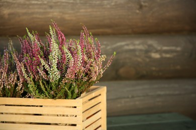 Photo of Beautiful heather flowers in crate near wooden wall, space for text