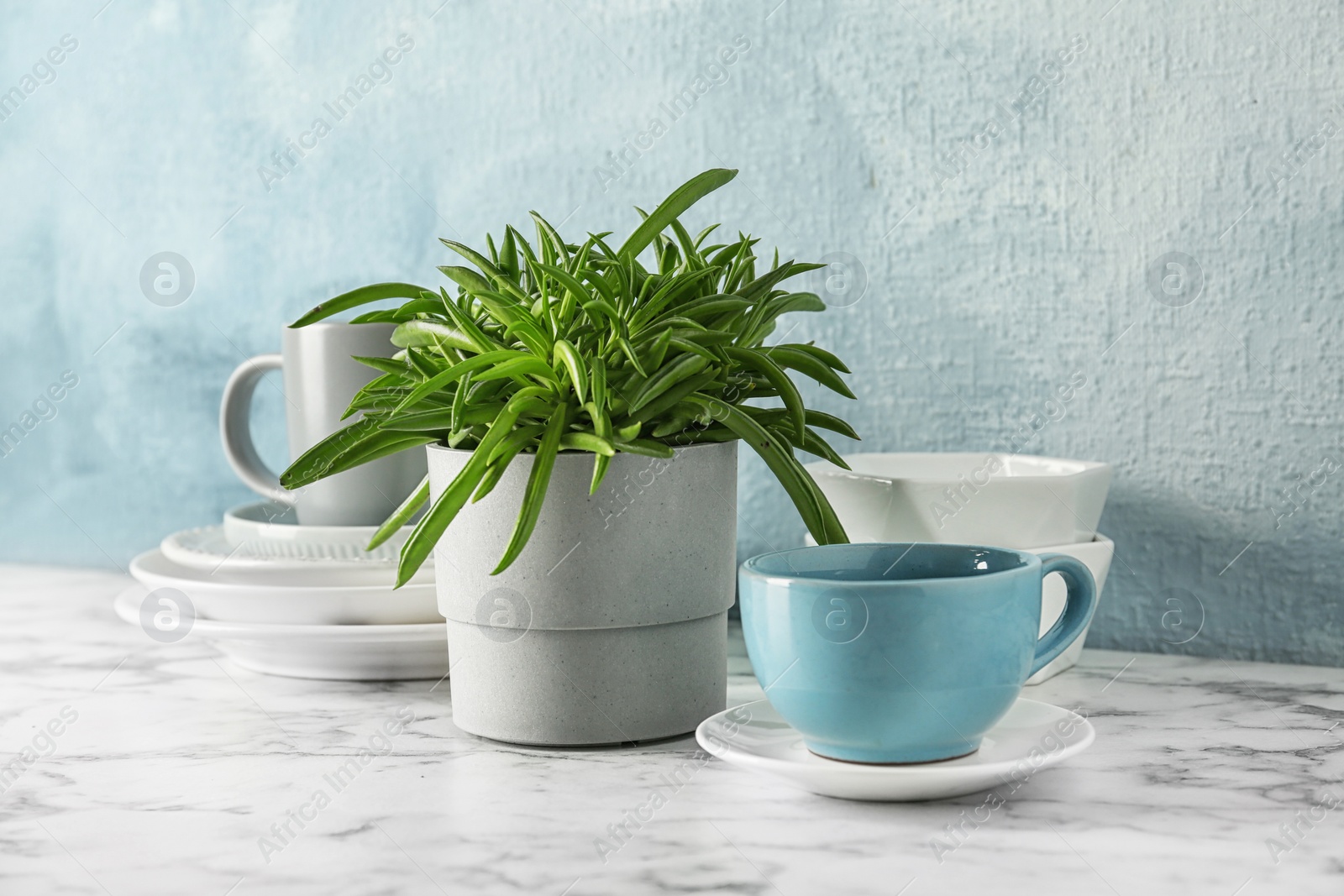 Photo of Green plant and different kitchenware on table near color wall. Modern interior design