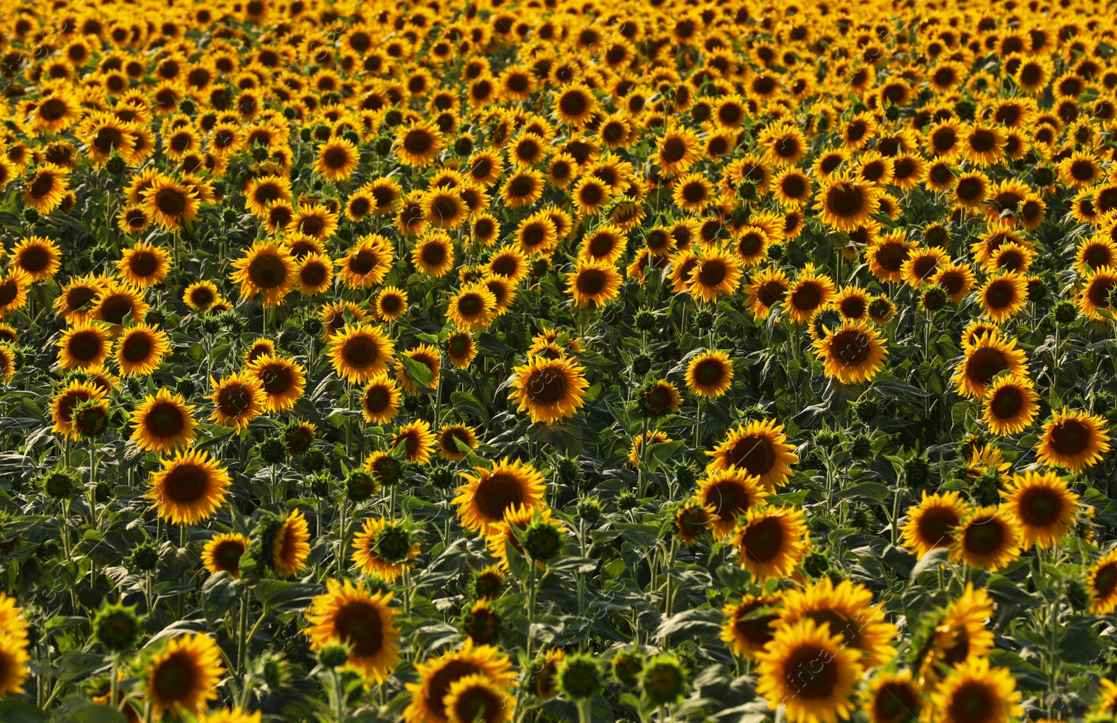 Photo of Beautiful view of field with yellow sunflowers