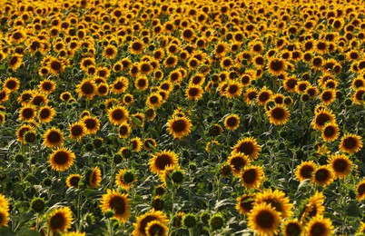 Photo of Beautiful view of field with yellow sunflowers