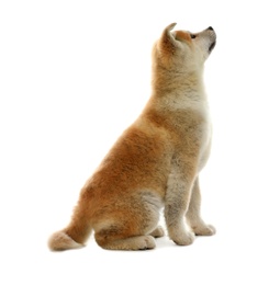 Photo of Cute akita inu puppy isolated on white