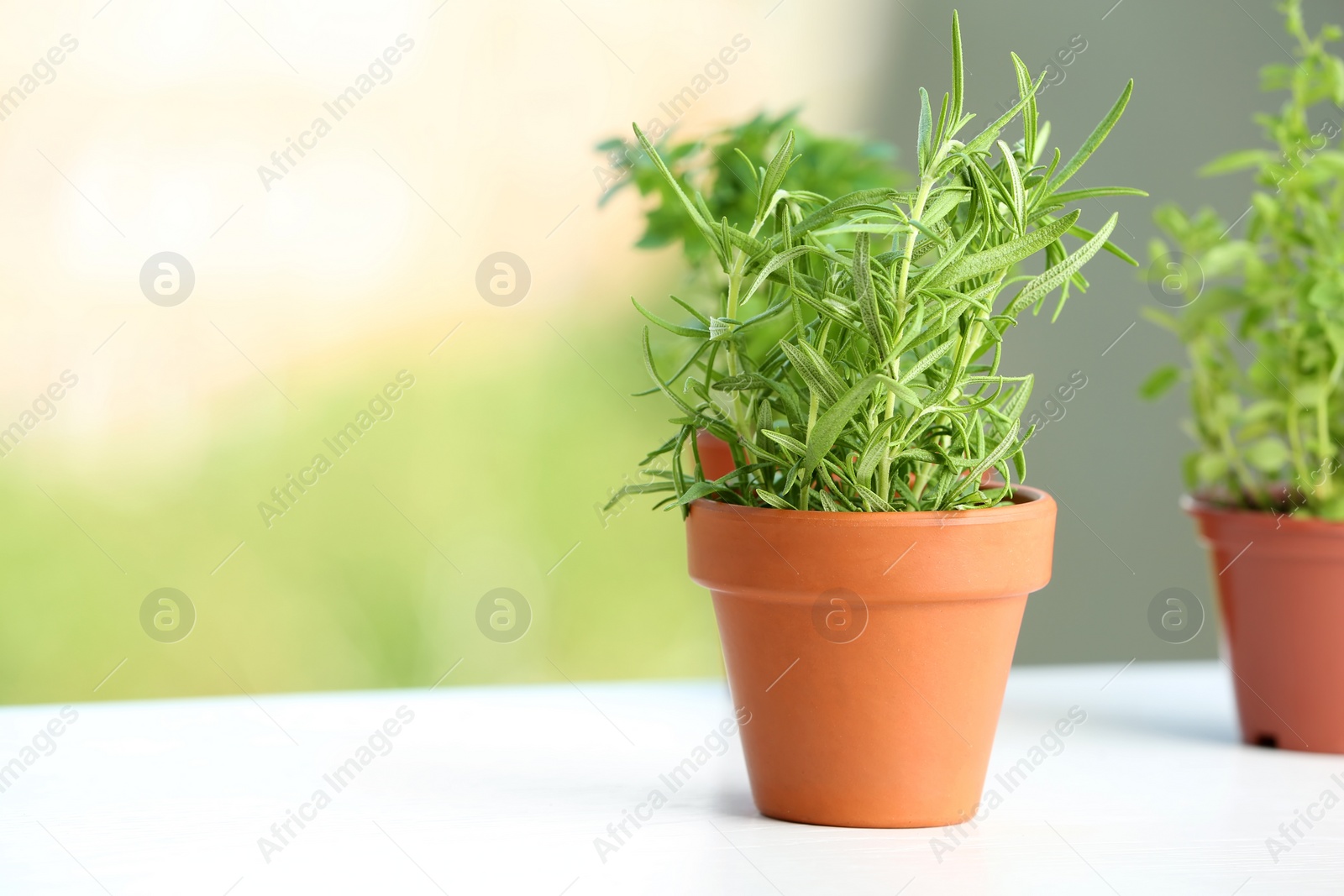 Photo of Pot with fresh rosemary on table against blurred background