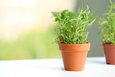 Photo of Pot with fresh rosemary on table against blurred background