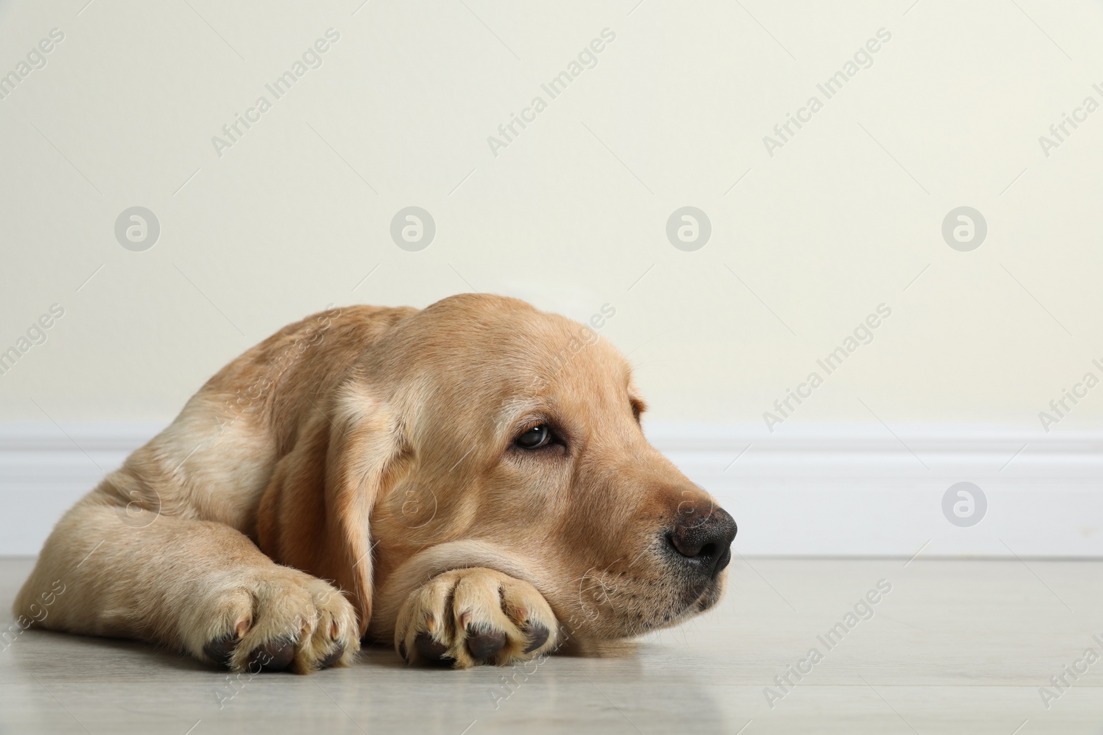 Photo of Cute yellow labrador retriever puppy on floor indoors. Space for text