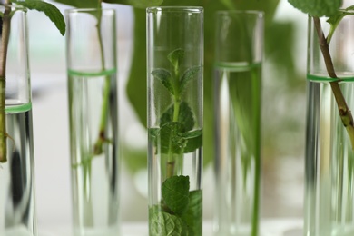 Photo of Glass tubes with plants on blurred background, closeup. Biological chemistry
